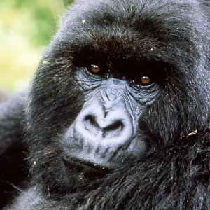 MOUNTAIN GORILLA MOUNTAIN GORILLA