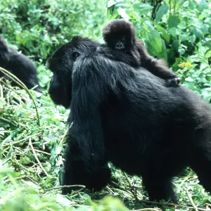 MOUNTAIN GORILLA - adult with juvenile on back