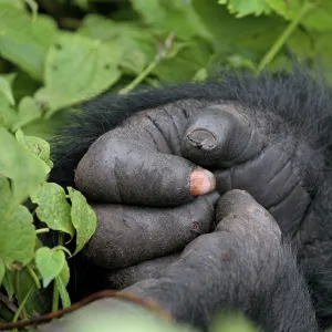 Mountain Gorilla - close-up of hands - from the Mountain Gorilla - close-up of hands - from the