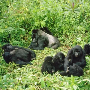 Mountain Gorilla - group