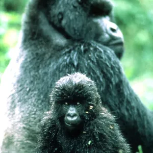 MOUNTAIN GORILLA - juvenille with adult in background MOUNTAIN GORILLA - juvenille with adult in background
