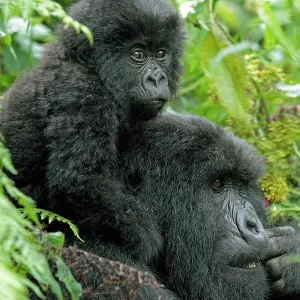 Mountain Gorilla - mother and baby from the amahoro Mountain Gorilla - mother and baby from the amahoro