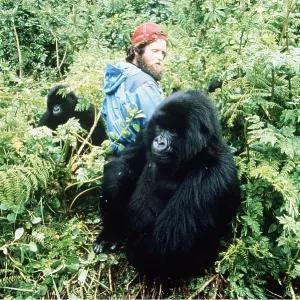 MOUNTAIN GORILLA - two, with scientist MOUNTAIN GORILLA - two, with scientist