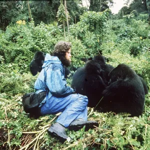 MOUNTAIN GORILLAS MOUNTAIN GORILLAS