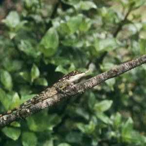Mountain horned agama