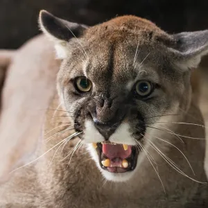 Mountain Lion or cougar (Puma concolor) snarling Mountain Lion or cougar (Puma concolor) snarling