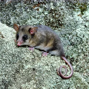 Mountain Pygmy-Possum - On rock Mountain Pygmy-Possum - On rock