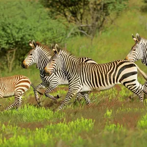 Mountain Zebra herd with foal galloping through savannah Mountain Zebra herd with foal galloping through savannah