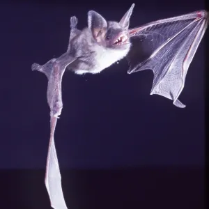 MOUSE EARED BAT - in flight MOUSE EARED BAT - in flight