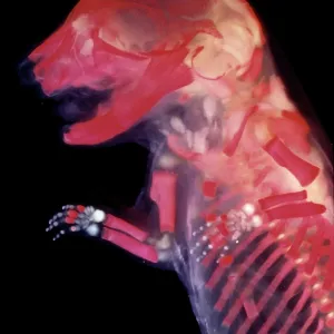 Mouse Embryo - red dye to show bones Mouse Embryo - red dye to show bones