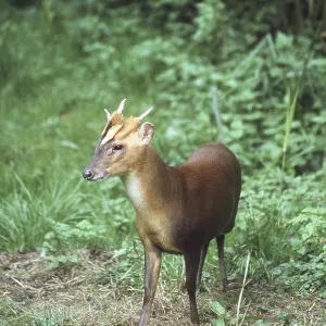 Muntjac / Barking DEER