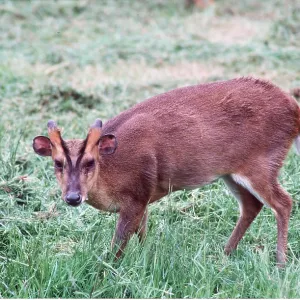 Muntjac / Barking DEER - male Muntjac / Barking DEER - male