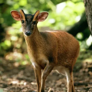 Muntjac DEER Muntjac DEER