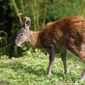 Musk Deer - male Musk Deer - male