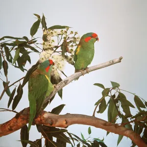 Musk Lorikeets - pair on branch Musk Lorikeets - pair on branch