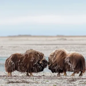 Musk-Ox spar by cracking heads on the coastal plain Musk-Ox spar by cracking heads on the coastal plain