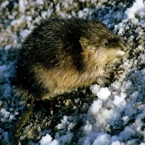 MUSKRAT - IN SNOW MUSKRAT - IN SNOW