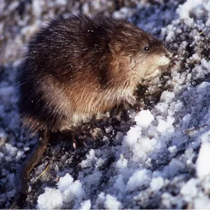 MUSKRAT - on snowy ground MUSKRAT - on snowy ground