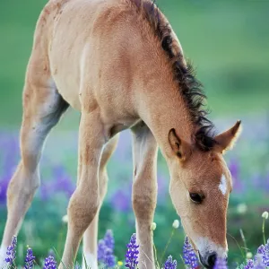 Mustang Wild Horse - Colt checking out wildflowers