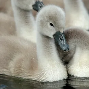 Mute Swan - cygnets Westhay Nature Reserve, Avalon Mute Swan - cygnets Westhay Nature Reserve, Avalon