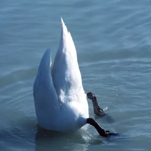 MUTE SWAN - bottom up feeding MUTE SWAN - bottom up feeding