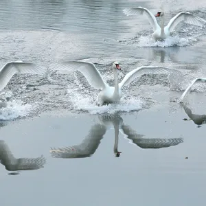 Mute Swans - in flight landing