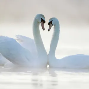 Mute Swans - Pair in courtship behaviour - Back-lit Mute Swans - Pair in courtship behaviour - Back-lit
