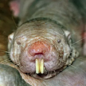 Naked Mole Rat Naked Mole Rat
