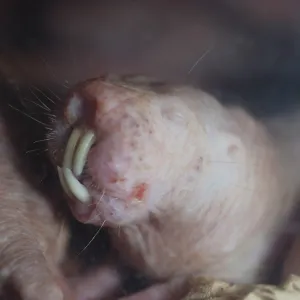 Naked Mole Rat underground Naked Mole Rat underground