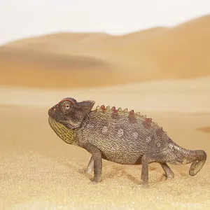 Namaqua Chameleon Namaqua Chameleon