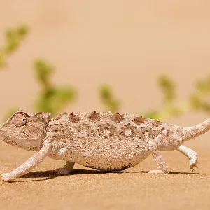 Namaqua Chameleon looking for prey Namaqua Chameleon looking for prey