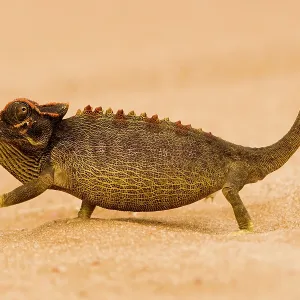 Namaqua Chameleon - striding over dune sand Namaqua Chameleon - striding over dune sand