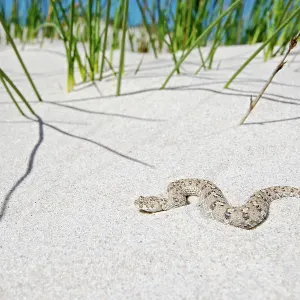 Namaqua Dwarf Adder Namaqua Dwarf Adder