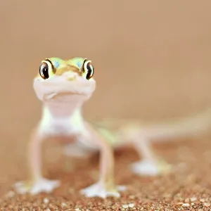 Namib Sand / Web Footed Gecko Namib Sand / Web Footed Gecko