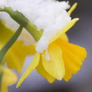 narcis spec