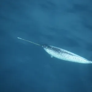 Narwhal - aerial shot Narwhal - aerial shot