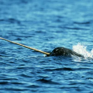 Narwhal - head & tusk, out of water Narwhal - head & tusk, out of water