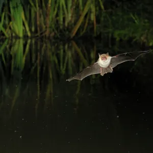 Natterer's Bat - in flight above forest pond Natterer's Bat - in flight above forest pond