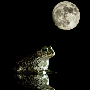 Natterjack toad - in a pond with its reflection Natterjack toad - in a pond with its reflection