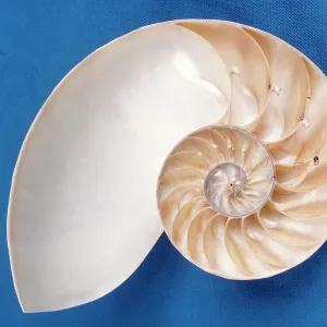 Nautilus - section Nautilus - section
