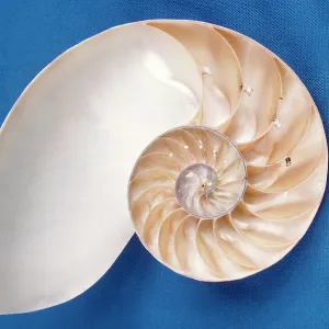 NAUTILUS - SECTION NAUTILUS - SECTION