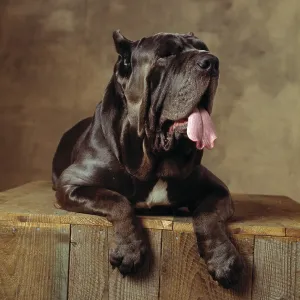 Neapolitan Mastiff DOG / Matin de Naples Neapolitan Mastiff DOG / Matin de Naples