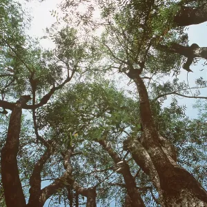 NEEM TREE - looking up at canopy NEEM TREE - looking up at canopy
