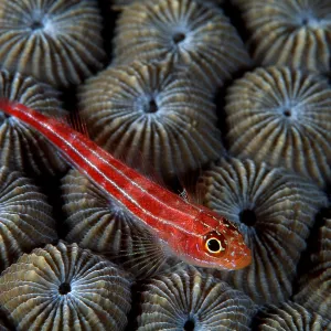Neon triplefin, Helcogramma striata, Walindi, West New Brita Neon triplefin, Helcogramma striata, Walindi, West New Brita