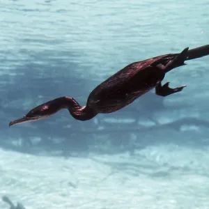 NEOTROPICAL CORMORANT - underwater, diving NEOTROPICAL CORMORANT - underwater, diving