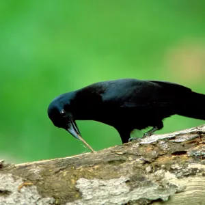 New Caledonian Crow - Using tool to dislodge worms New Caledonian Crow - Using tool to dislodge worms