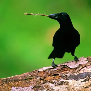 New Caledonian Crow - Using tool to dislodge worms New Caledonian Crow - Using tool to dislodge worms
