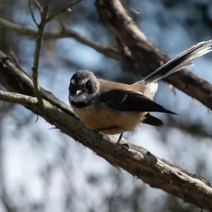 New Zealand Fantail