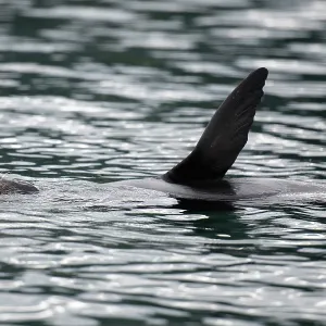New Zealand Fur Seal