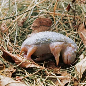 NEWBORN HEDGEHOG NEWBORN HEDGEHOG